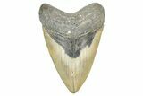 Fossil Megalodon Tooth - North Carolina #368432-1